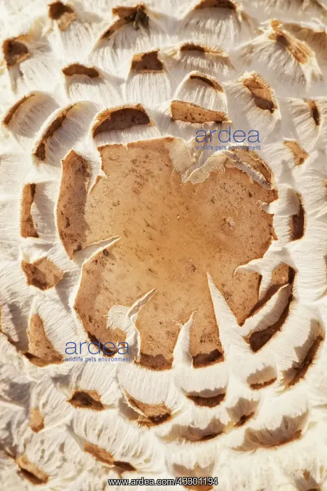 : Shaggy Parasol Mushroom pattern on cap - Norfolk : Shaggy Parasol Mushroom pattern on cap - Norfolk