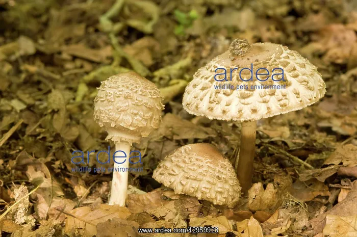 : Shaggy Parasol - on woodland floor : Shaggy Parasol - on woodland floor