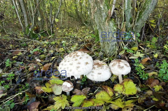: Shaggy Parasols - in deciduous woodland : Shaggy Parasols - in deciduous woodland