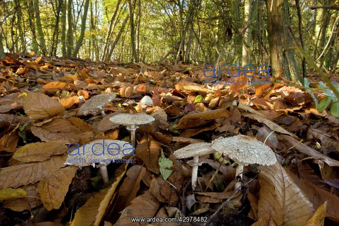 : Shaggy Parasols - in deciduous woodland : Shaggy Parasols - in deciduous woodland