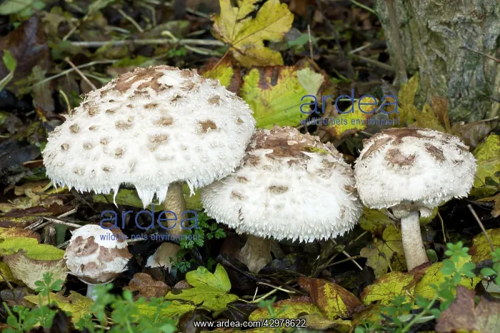 : Shaggy Parasols - in deciduous woodland : Shaggy Parasols - in deciduous woodland