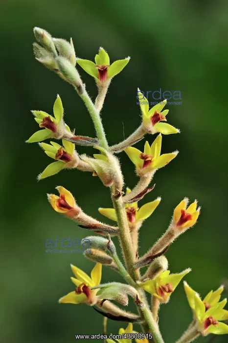 : Shaggy Petaled Eria Orchid Manas Wildlife Sanctuary : Shaggy Petaled Eria Orchid Manas Wildlife Sanctuary