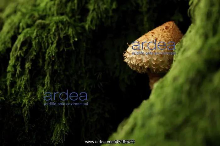 : Shaggy Pholiota : Shaggy Pholiota