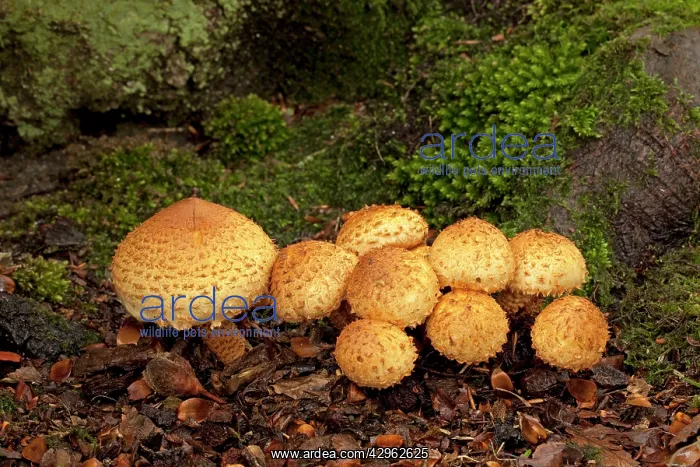 : Shaggy Pholiota - growing in woodland habitat : Shaggy Pholiota - growing in woodland habitat