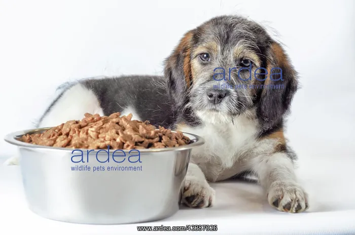 : Shaggy puppy mongrel with a metal bowl of dry food : Shaggy puppy mongrel with a metal bowl of dry food