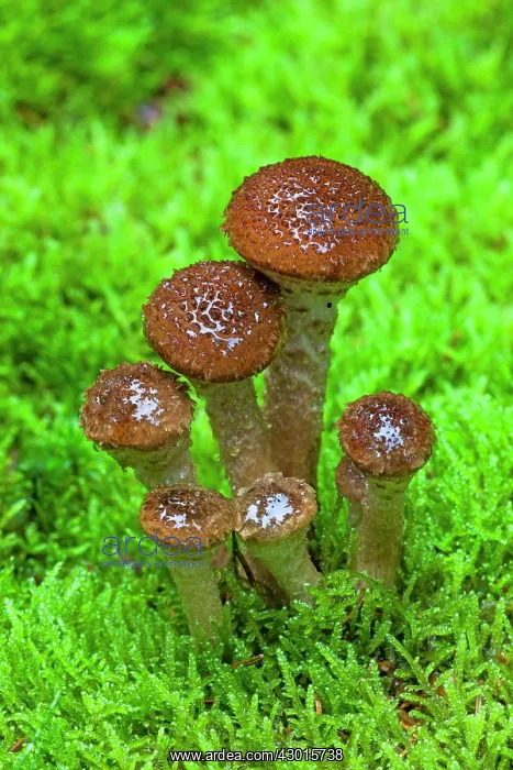 : Shaggy Scalycap / Shaggy Pholiota / Scaly Pholiota : Shaggy Scalycap / Shaggy Pholiota / Scaly Pholiota