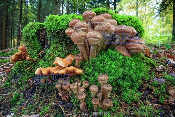 : Shaggy Scalycap / Shaggy Pholiota / Scaly Pholiota : Shaggy Scalycap / Shaggy Pholiota / Scaly Pholiota