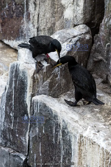  : Shags adults grooming on rock