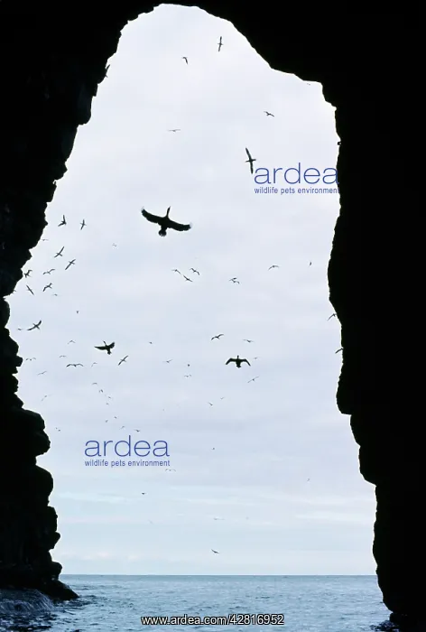 : SHAGS - IN BREEDING CAVE : SHAGS - IN BREEDING CAVE