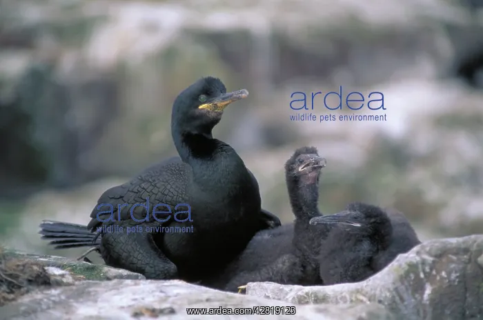 : Shags - on nest with young : Shags - on nest with young