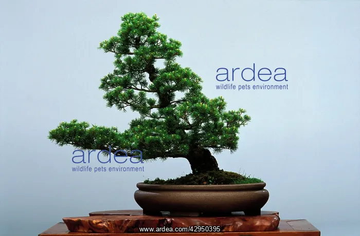 : Shakan style - Bonsai 5 needles pine : Shakan style - Bonsai 5 needles pine