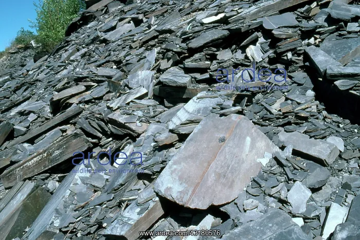 : Shale bed on a slope in eastern Pennsylvania : Shale bed on a slope in eastern Pennsylvania