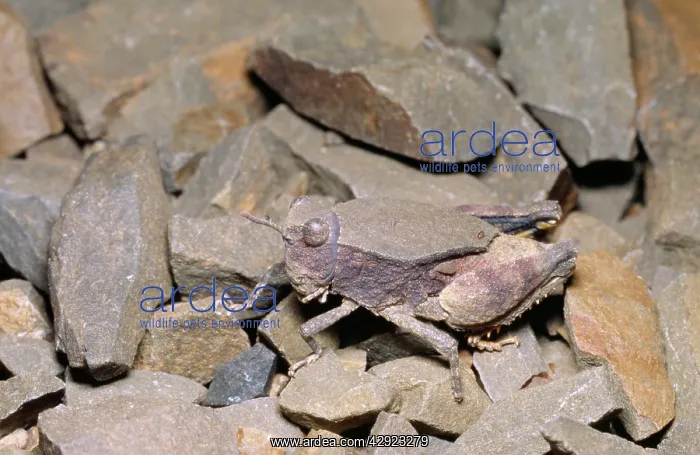 : Shale Grasshopper - male, camouflage & mimicry of stones : Shale Grasshopper - male, camouflage & mimicry of stones