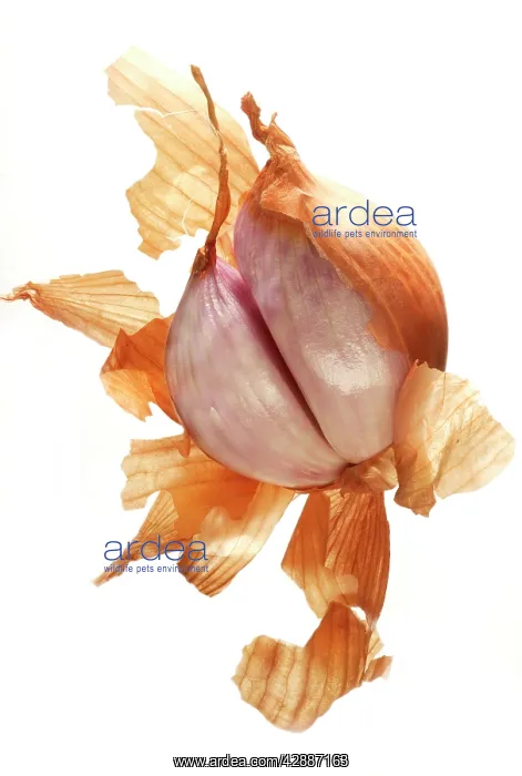  : Shallot