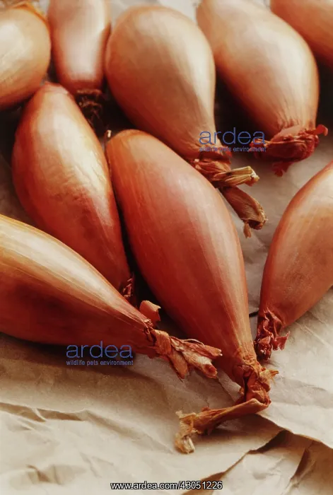: Shallot, Allium cepa : Shallot, Allium cepa