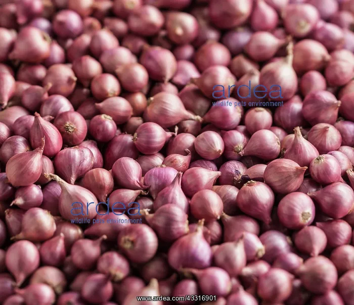 : Shallot, Allium cepa, a mass of these baby pink : Shallot, Allium cepa, a mass of these baby pink
