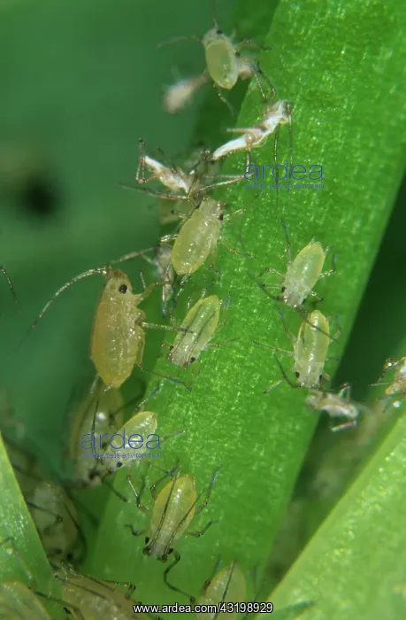 : Shallot aphid : Shallot aphid