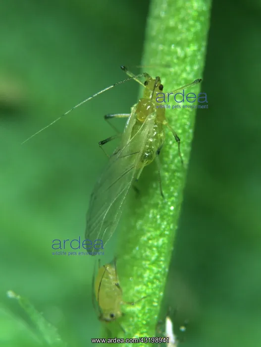 : Shallot aphid : Shallot aphid
