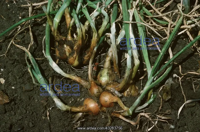 : SHALLOTS : SHALLOTS