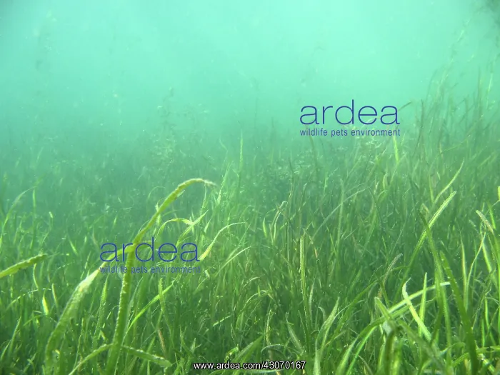 : Shallow Freshwater Lake : Shallow Freshwater Lake