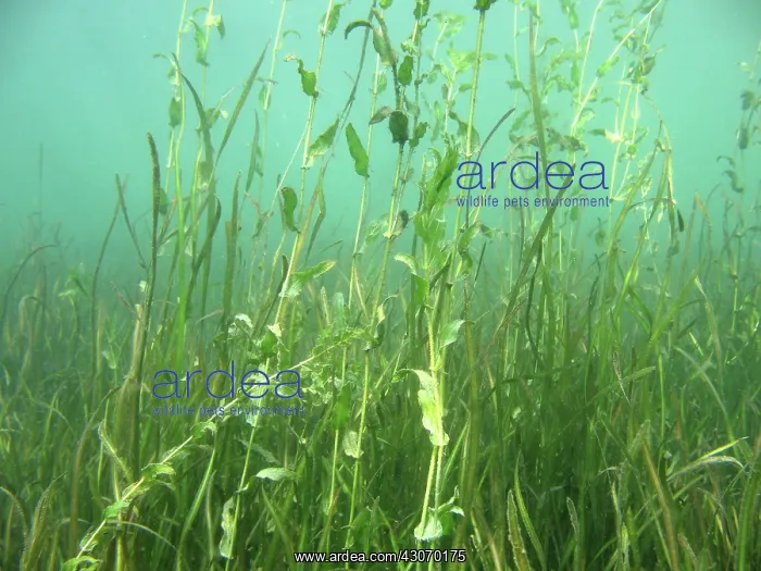 : Shallow Freshwater Lake : Shallow Freshwater Lake