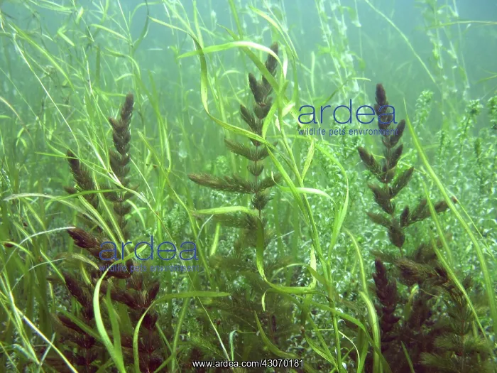 : Shallow Freshwater Lake : Shallow Freshwater Lake