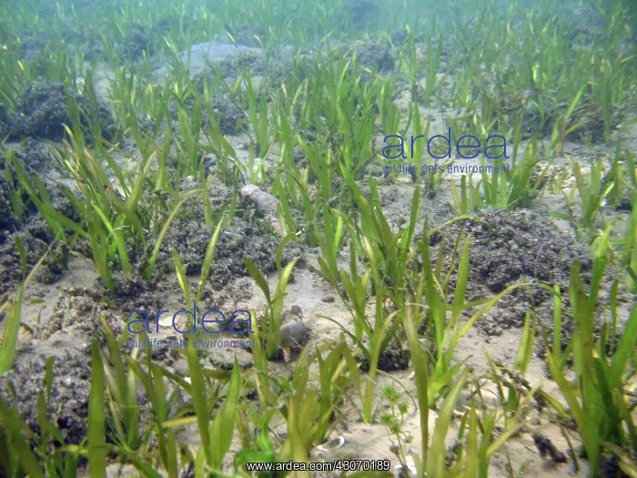  : Shallow Freshwater Lake