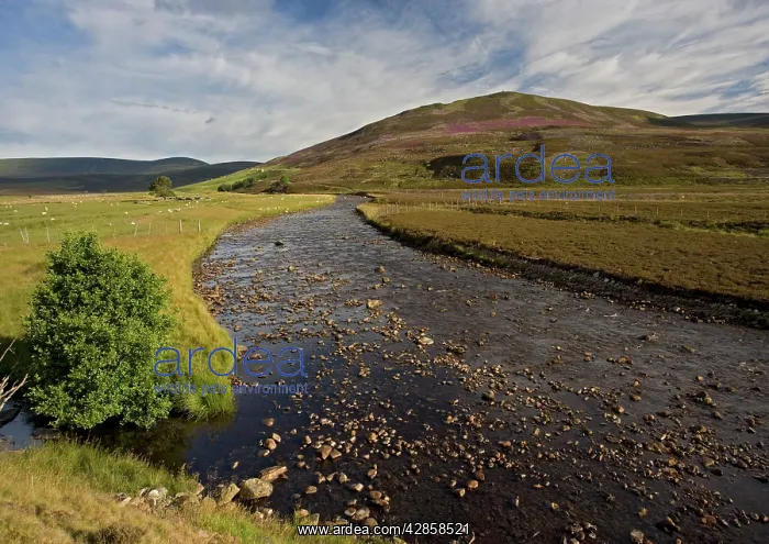 : Shallow river by moorland : Shallow river by moorland