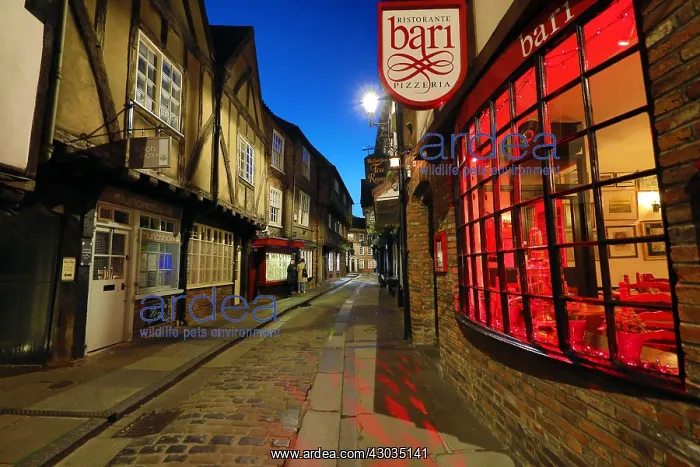  : Shambles street scene with Tudor style buildings