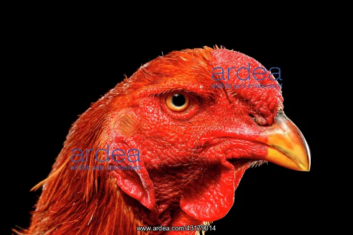 : Shamo Cock, Germany, Europe