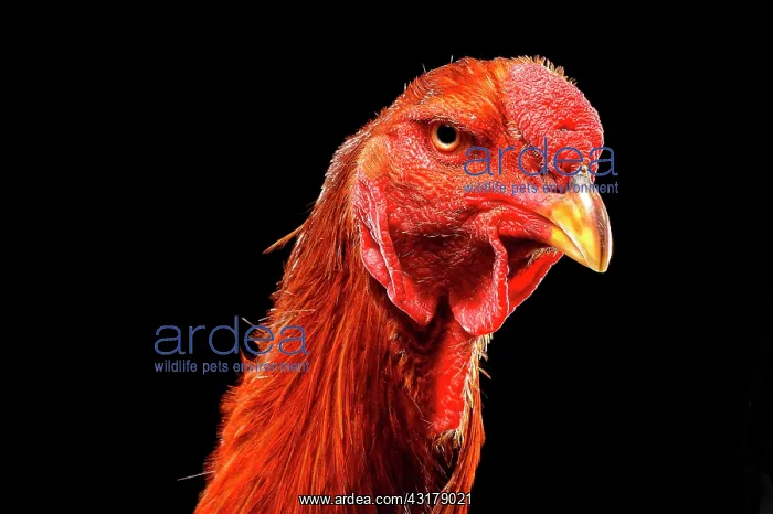 : Shamo Cock, Germany, Europe : Shamo Cock, Germany, Europe