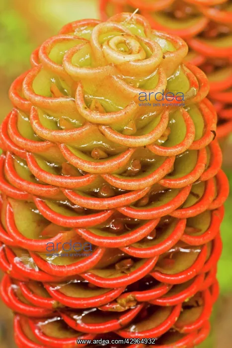 : Shampoo Ginger - Costa Rica : Shampoo Ginger - Costa Rica