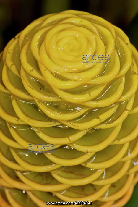 : Shampoo Ginger - Costa Rica : Shampoo Ginger - Costa Rica