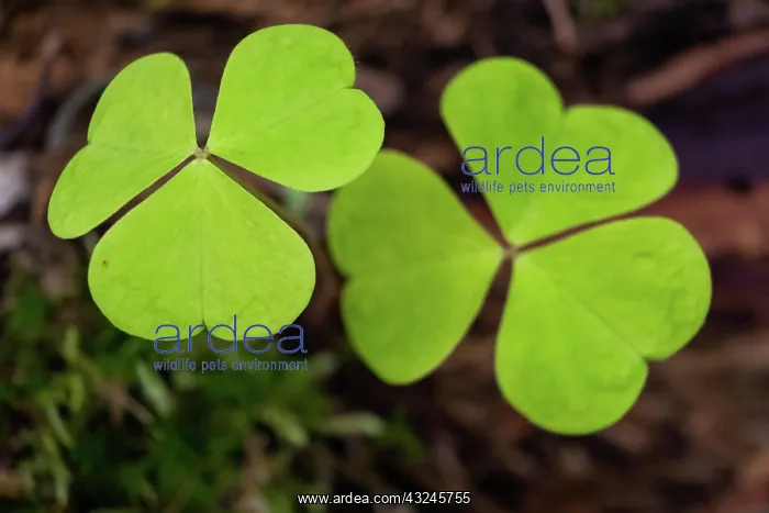 : Shamrock : Shamrock