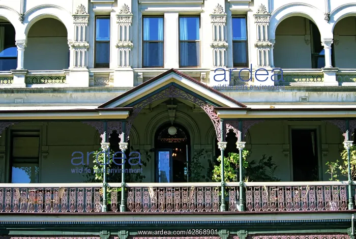 : Shamrock Hotel built in 1854 Bendigo : Shamrock Hotel built in 1854 Bendigo