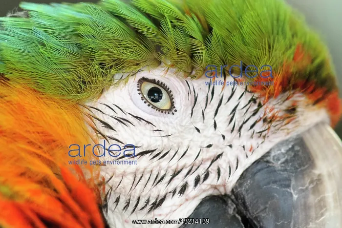 : Shamrock Macaw, first generation hybrid : Shamrock Macaw, first generation hybrid