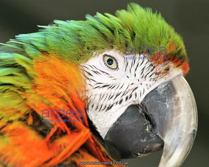 : Shamrock Macaw, first generation hybrid : Shamrock Macaw, first generation hybrid