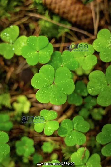 : Shamrocks on forest floor, Black Forest, Unterhaugstett, G : Shamrocks on forest floor, Black Forest, Unterhaugstett, G