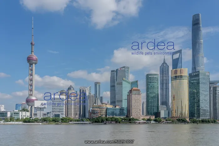 : Shanghai. Buildings in district Pudong - Shanghai - China : Shanghai. Buildings in district Pudong - Shanghai - China