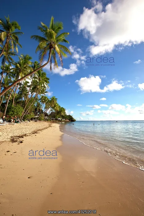 : Shangri-la Fijian Resort and Spa, Coral : Shangri-la Fijian Resort and Spa, Coral