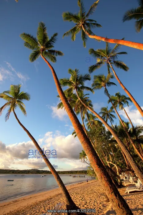 : Shangri-la Fijian Resort and Spa, Coral : Shangri-la Fijian Resort and Spa, Coral