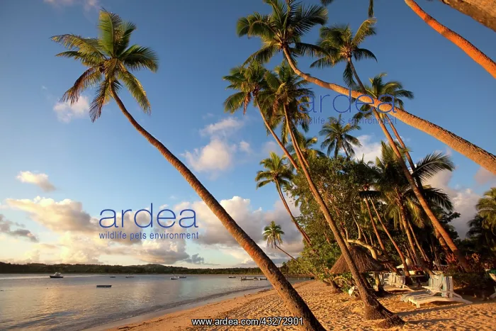 : Shangri-la Fijian Resort and Spa, Coral : Shangri-la Fijian Resort and Spa, Coral