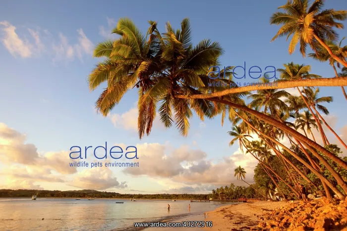 : Shangri-la Fijian Resort and Spa, Coral : Shangri-la Fijian Resort and Spa, Coral
