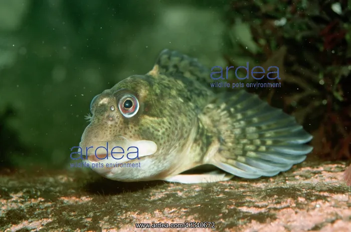 : Shanny Blenny : Shanny Blenny