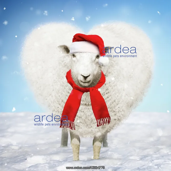 : Sheep - Ewe - heart shaped wool in snow wearing Christmas hat : Sheep - Ewe - heart shaped wool in snow wearing Christmas hat