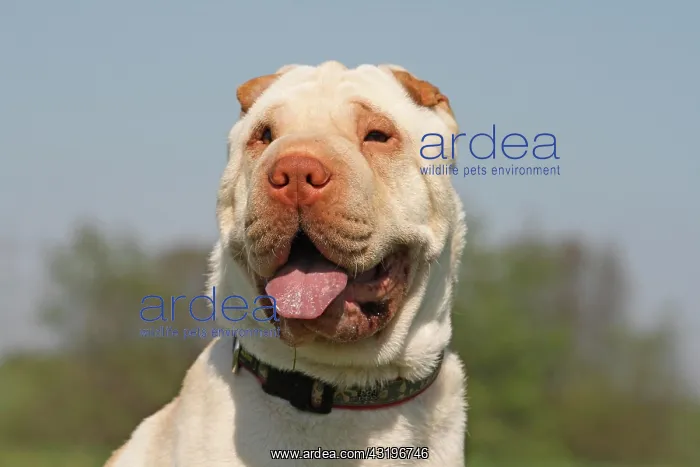 : Shar Pei, 19 months old, cream color, portrait Shar : Shar Pei, 19 months old, cream color, portrait Shar