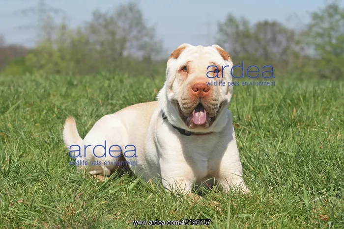 : Shar Pei, 19 months old, cream color, is lying on : Shar Pei, 19 months old, cream color, is lying on