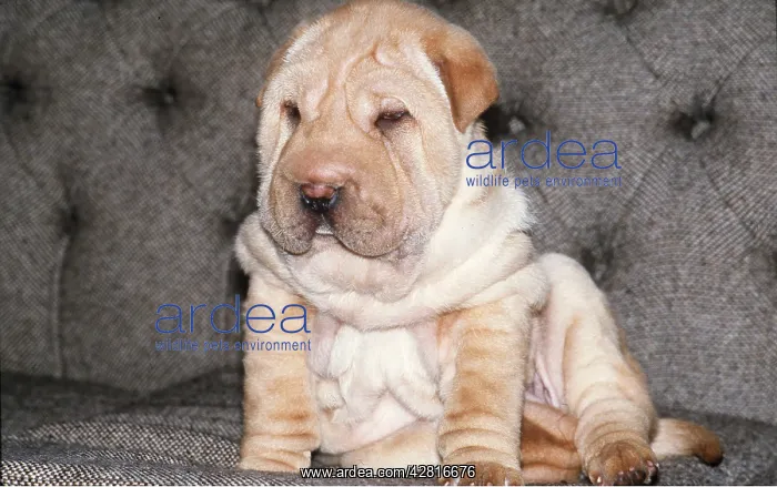 : SHAR PEI / Chinese lion DOG puppy - on chair : SHAR PEI / Chinese lion DOG puppy - on chair