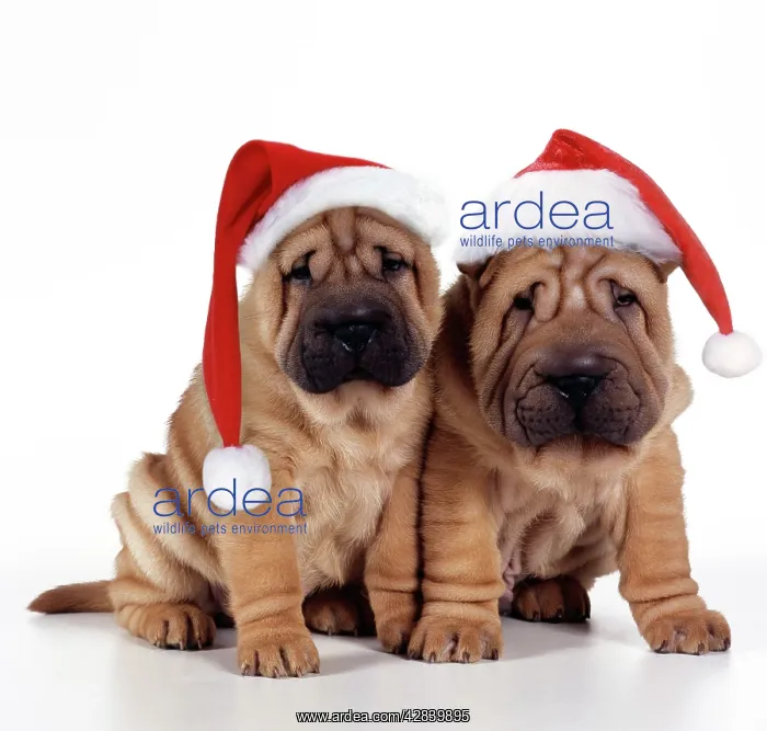  : Shar Pei Dog - 2 puppies wearing Christmas hats