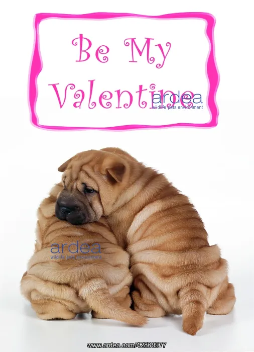: Shar Pei Dog : Shar Pei Dog